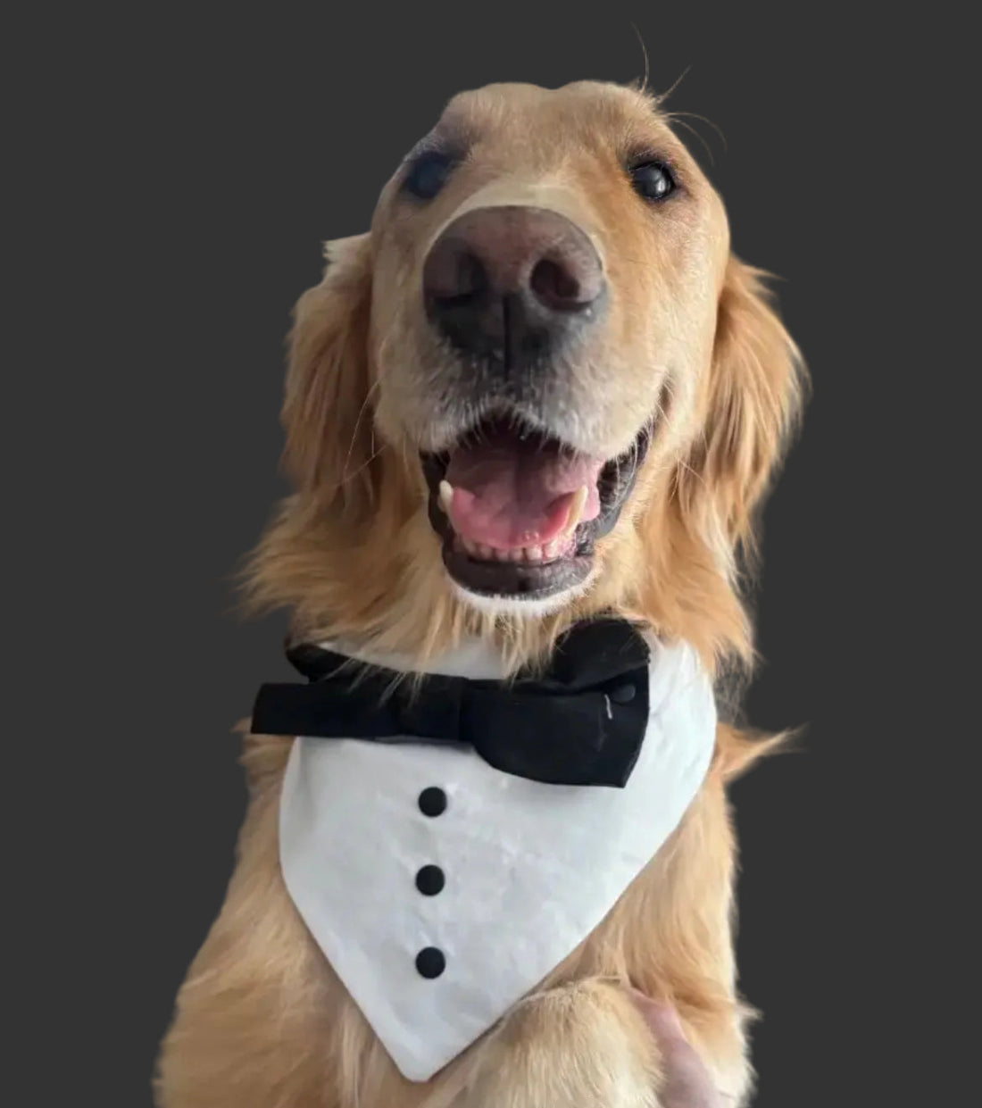 Tuxedo Pet Collar/Bandana/Bow Combo - Custom Order