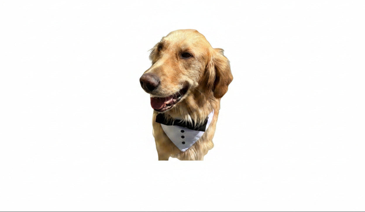 Tuxedo Pet Collar/Bandana/Bow Combo - Custom Order