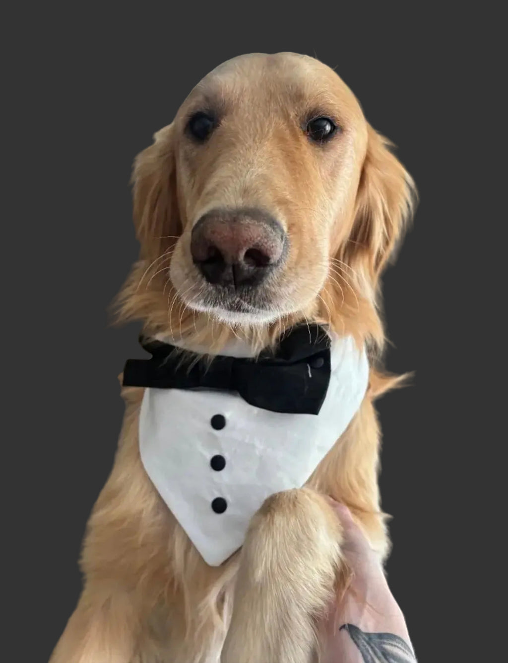 Tuxedo Pet Collar/Bandana/Bow Combo - Custom Order