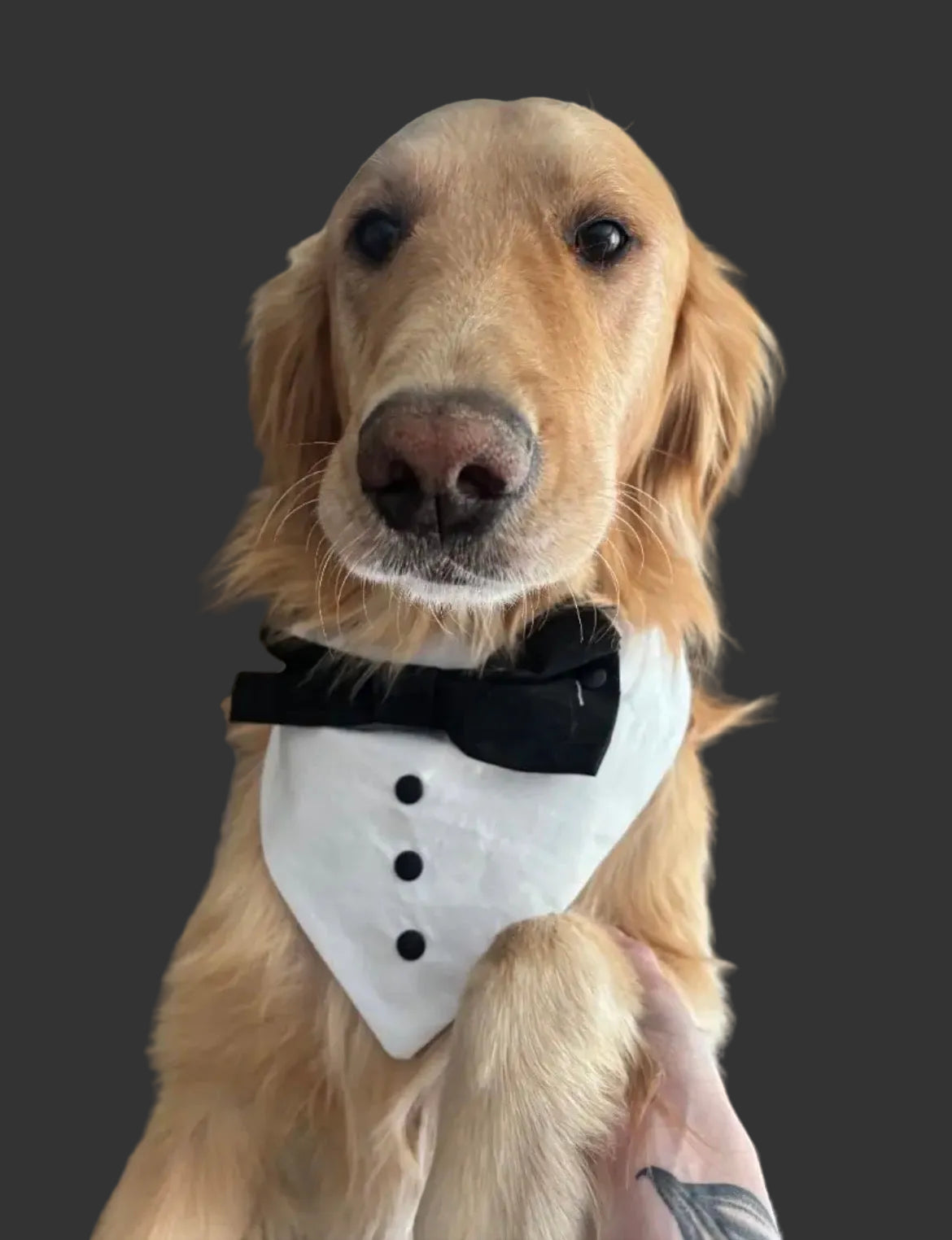 Tuxedo Pet Collar/Bandana/Bow Combo - Custom Order