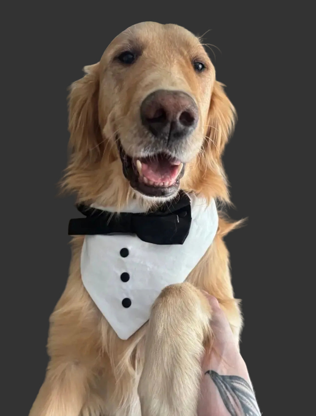 Tuxedo Pet Collar/Bandana/Bow Combo - Custom Order